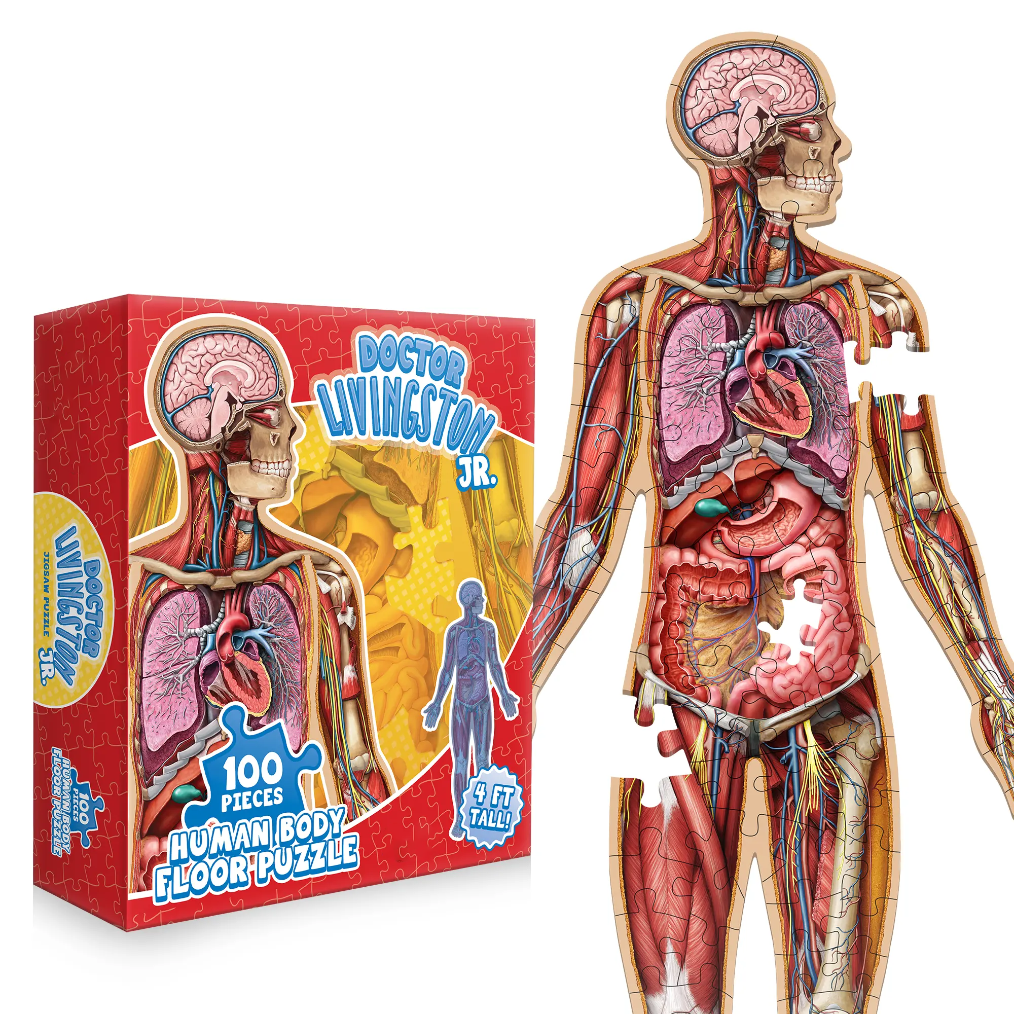 Human Anatomy Puzzle for Kids
