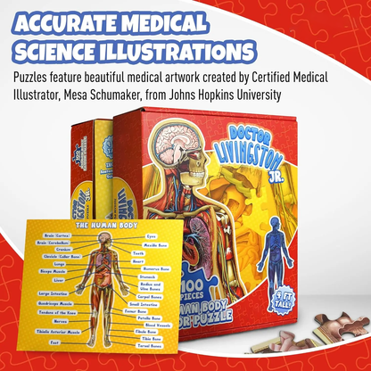 Human Anatomy Puzzle for Kids