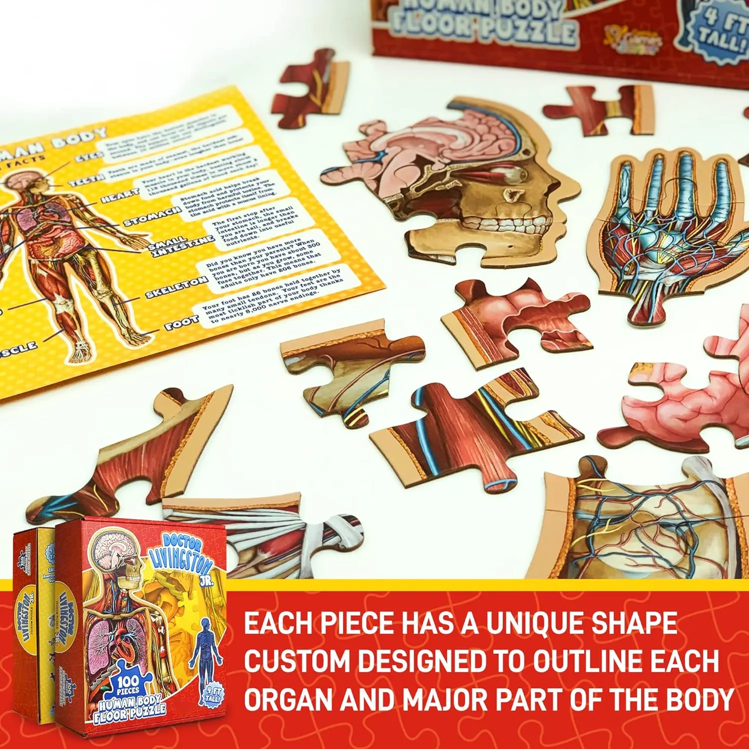 Human Anatomy Puzzle for Kids