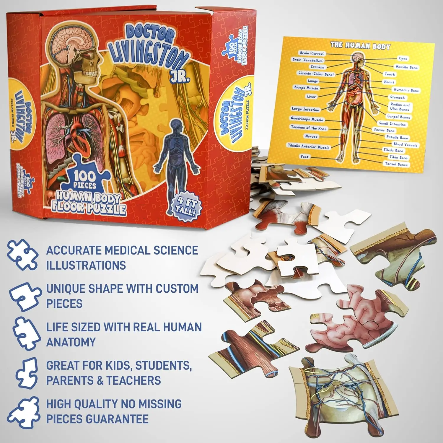 Human Anatomy Puzzle for Kids